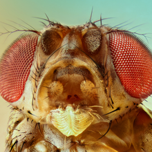 A close-up of a fruit fly head with antenna clearly visible in front of its red eyes