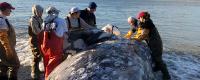 Slideshow: Solving a Gray Whale Murder Mystery