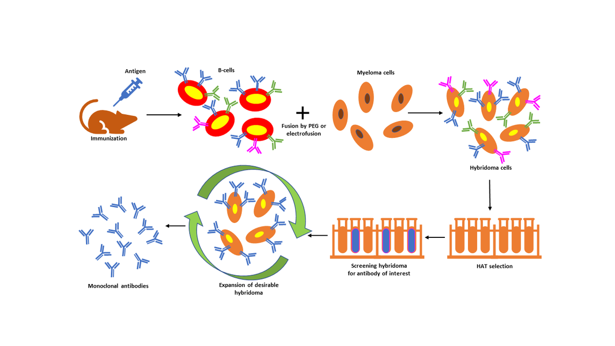 An illustration of the hybridoma technique starting with inoculation of a mouse with an antigen, followed by cell fusion to create hybridoma cells, which are then identified and replicated to produce monoclonal antibodies.
