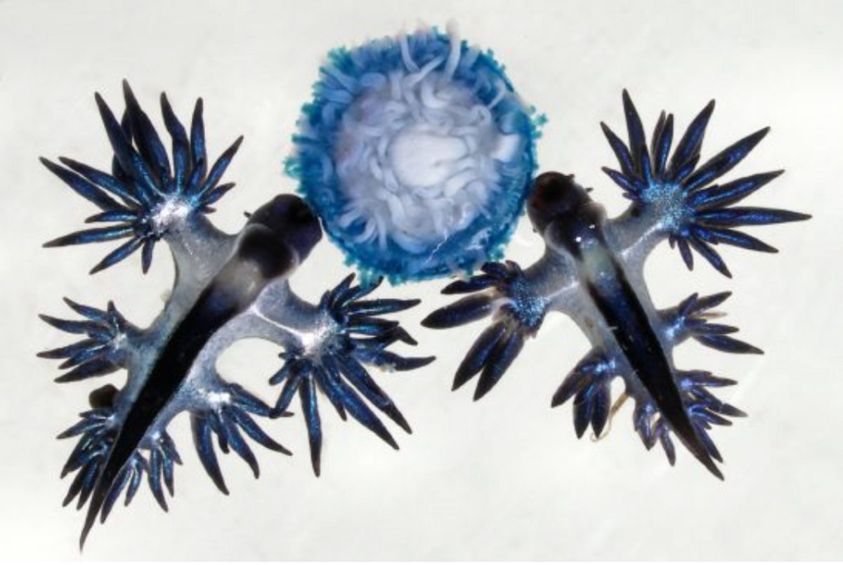 Two blue dragon sea slugs feed on a blue button (<em>Porpita porpita</em>), a close relative of jellyfish