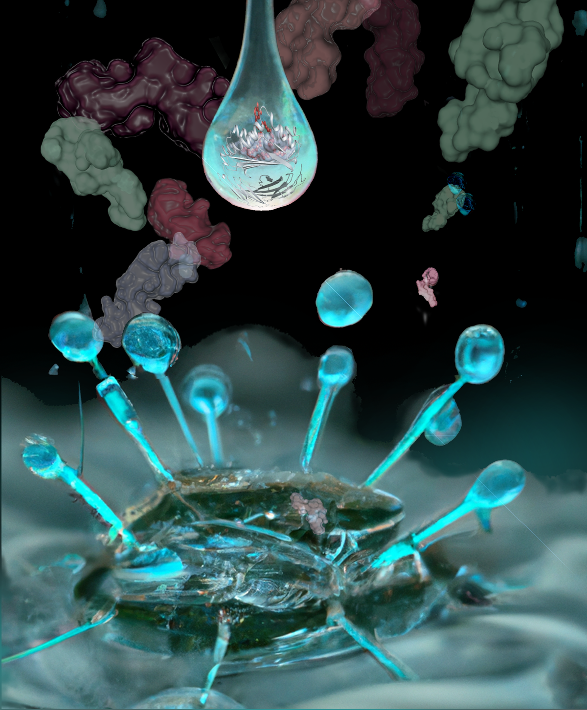 A splash of water on a T cell with 3D models of CD1 variants in the background.