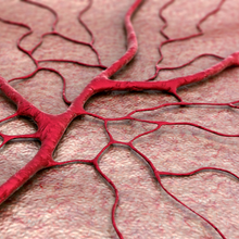 Red blood vessels that decrease in diameter as they radiate outward are pictured on a pink and white surface