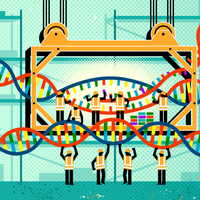 translation gene genetics ribosome enhancers knowable magazine