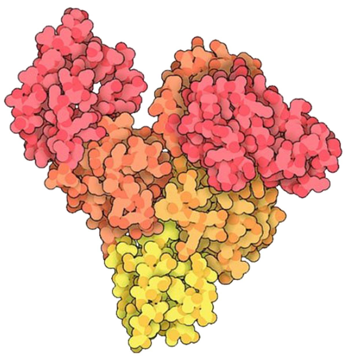 A 3D rendering of an albumin’s protein structure.