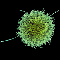 nk natural killer cell immunology immune cell adaptive innate immunity