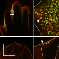 amphibian hindlimb chicken animal feet hand development reactive oxygen species fingers digits webbing webbed