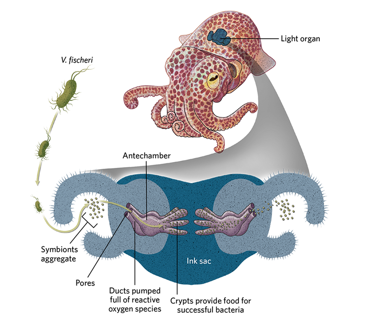 Illustration of the Hawaiian bobtail squid