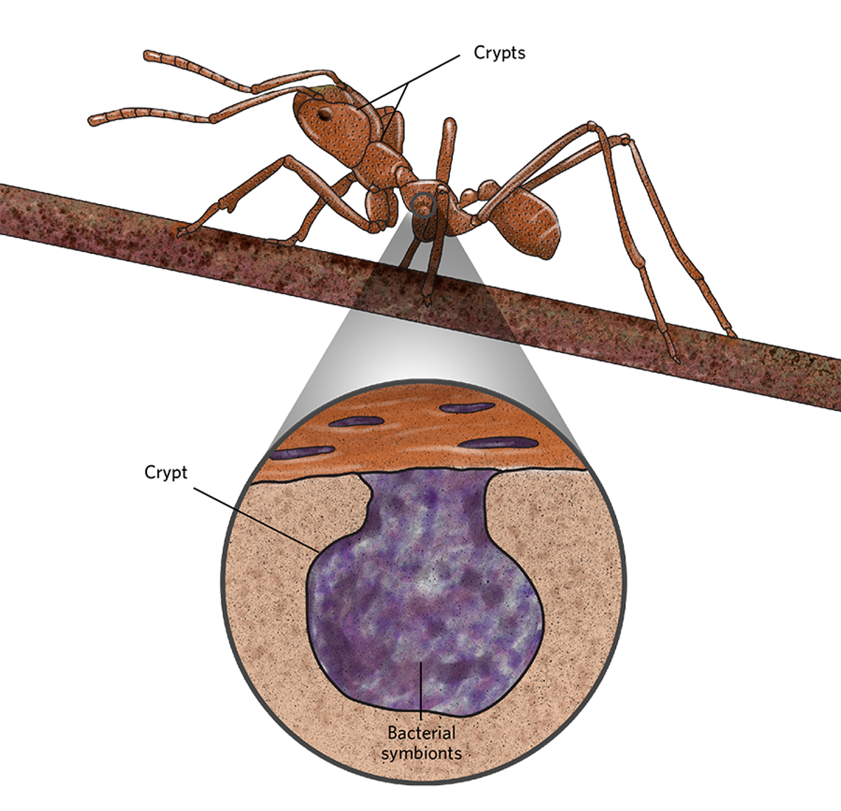 Illustration of an attine ant