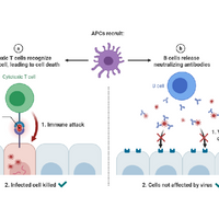 t cell b cell covid-19 coronavirus pandemic sars-cov-2 immune response innate immunity adaptive immunity antibodies antibody cd8+