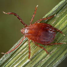 A brown tick is shown from above as it climbs a green blade of grass