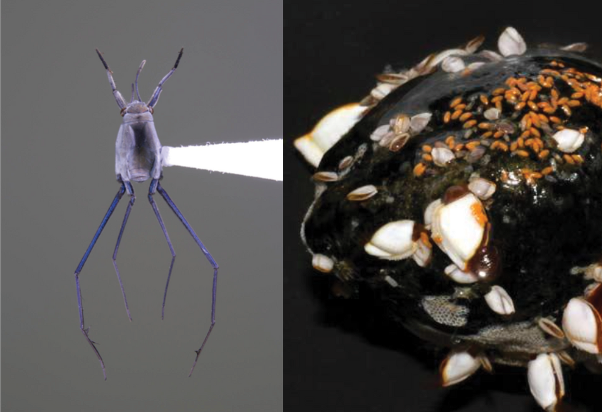 Water skaters (genus Halobates) left, and 
their eggs (the orange specks glued to a piece of plastic in the image at right)