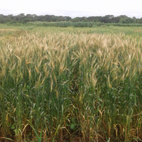 wheat blast fungus zambia Magnaporthe oryzae pathotype Triticum 