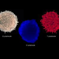 x lymphocyte DE cell immune immunology t cell b cell type 1 diabetes
